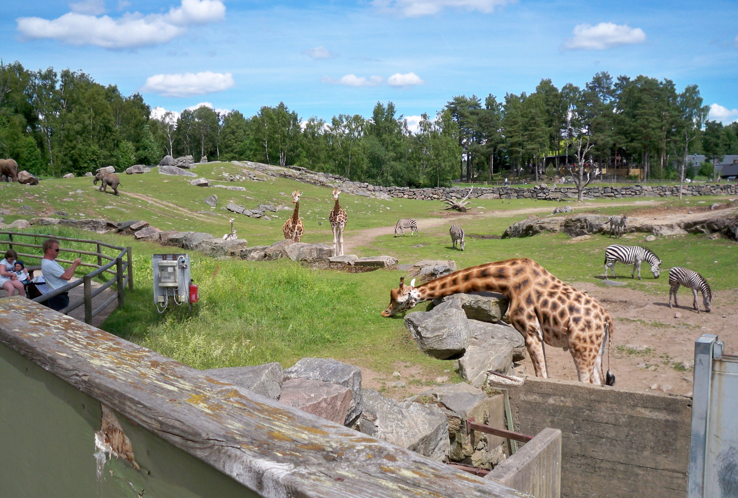 Savannen i Borås Djurpark.